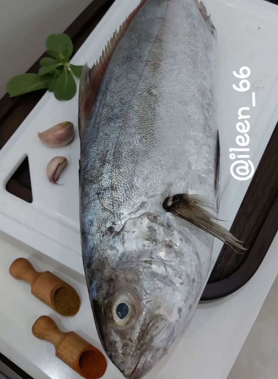 ماهی همام یا کبوتر ماهی 