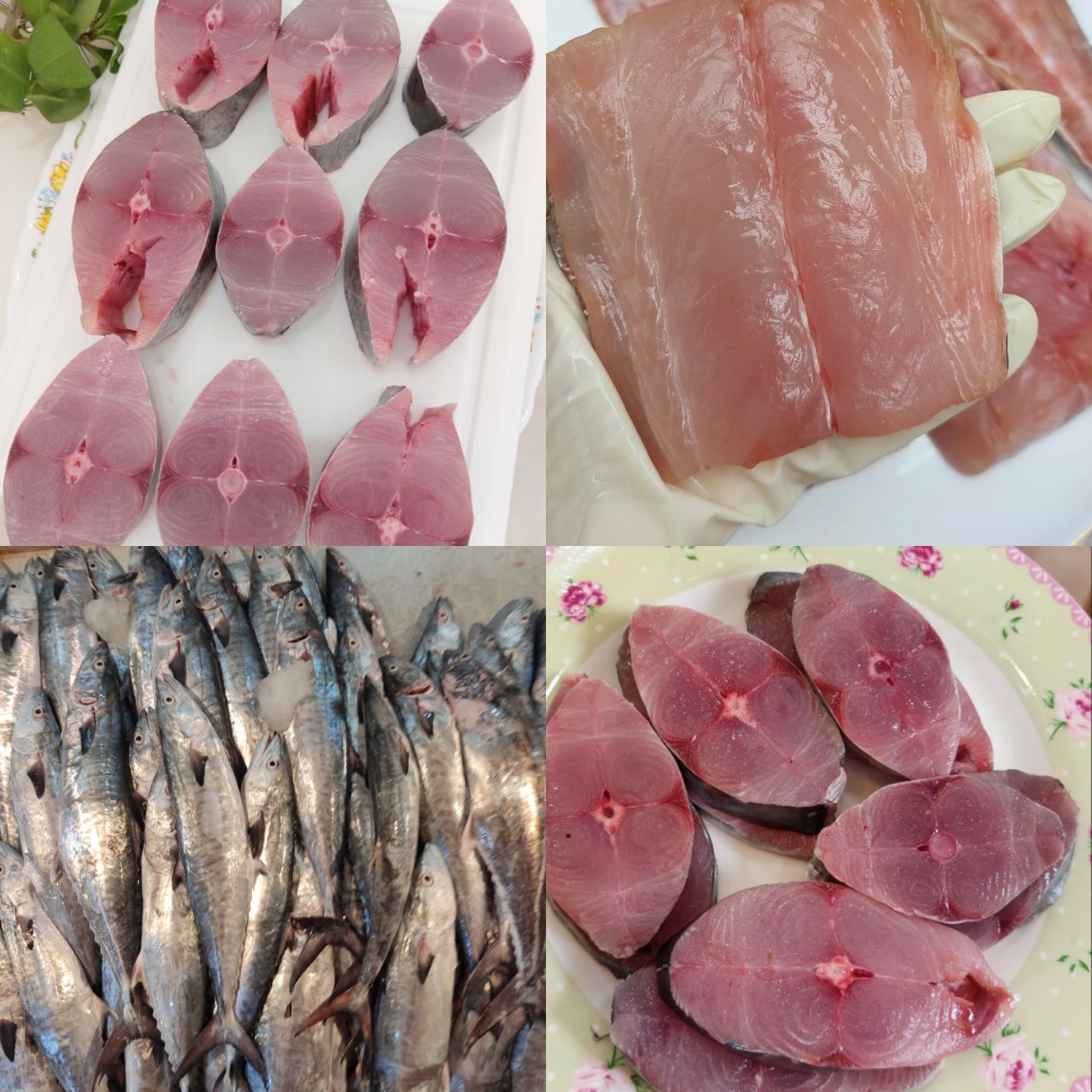 ماهی شیر متوسط  صید روز 