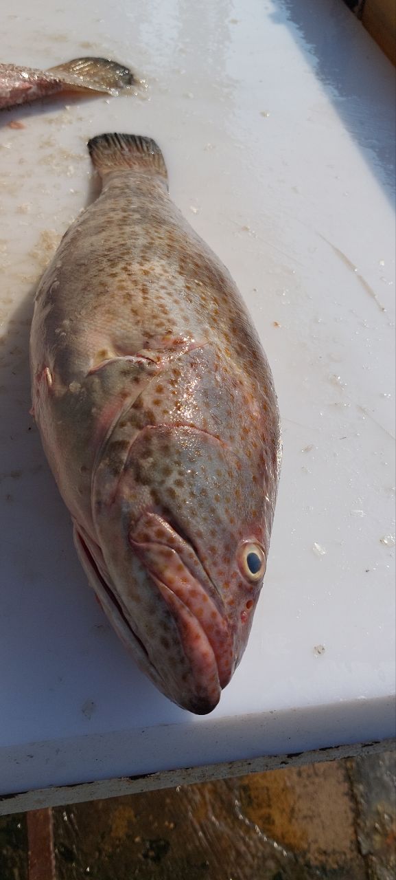 هامور صادراتی (وزن ماهی حتما دو کیلو به بالا انتخاب شود)