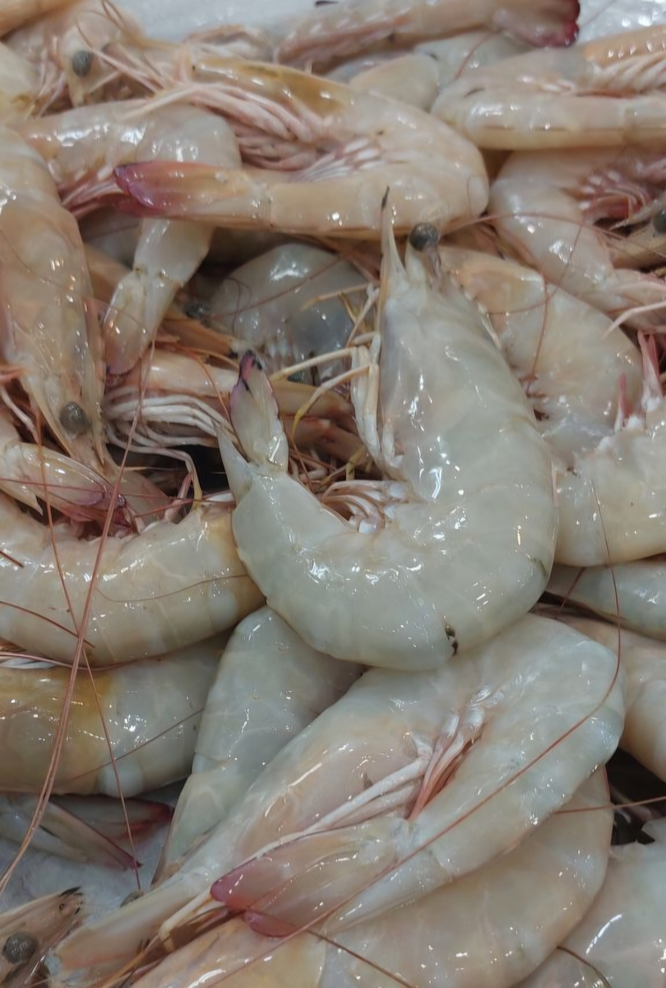 میگو 20 تا 30 عدد یک کیلو 