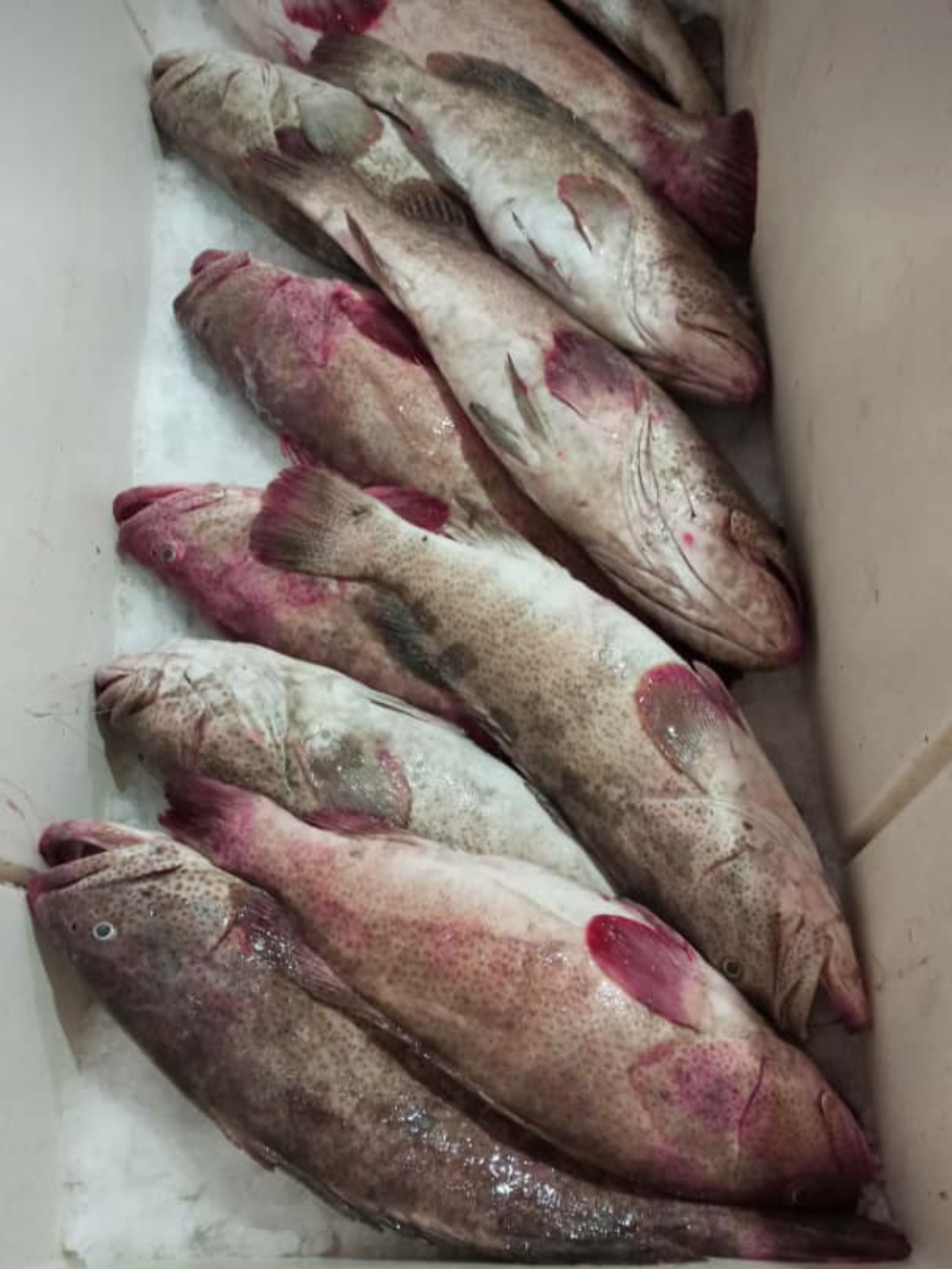 هامور صادراتی (وزن ماهی حتما دو کیلو به بالا انتخاب شود)