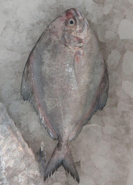 ماهی حلوا سیاه با گوشت سفید و طعم لذیذ و بدون تیغ ریز 