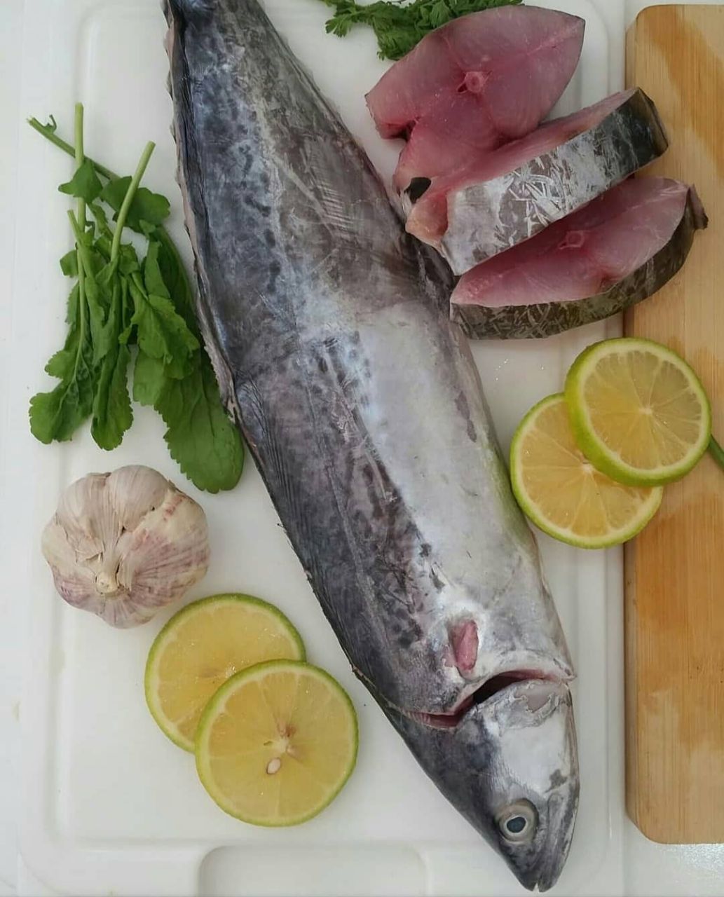 ماهی شیر درشت 