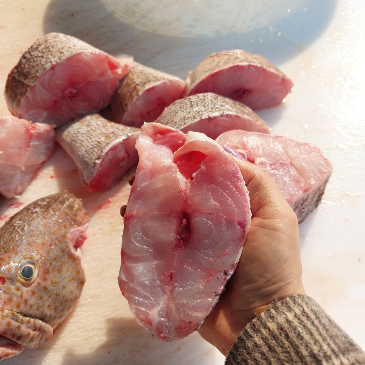 هامور صادراتی با گوشت چرب و لذیذ مناسب قلیه ماهی و کبابی و سرخ کردن 