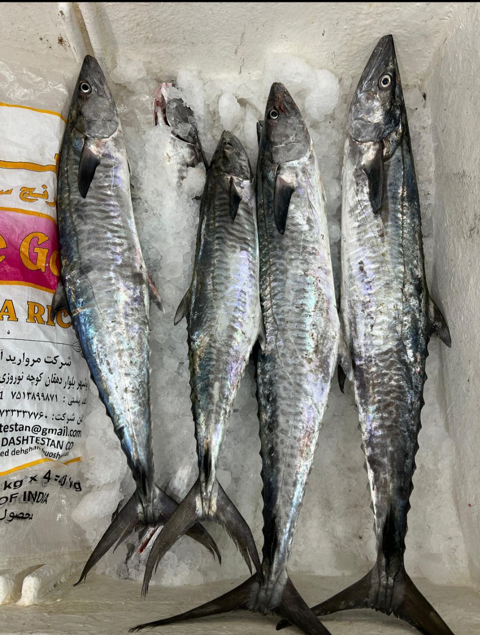 ماهی شیر درشت  (وزن ماهی حداقل دو کیلو لطفا ثبت کنید)