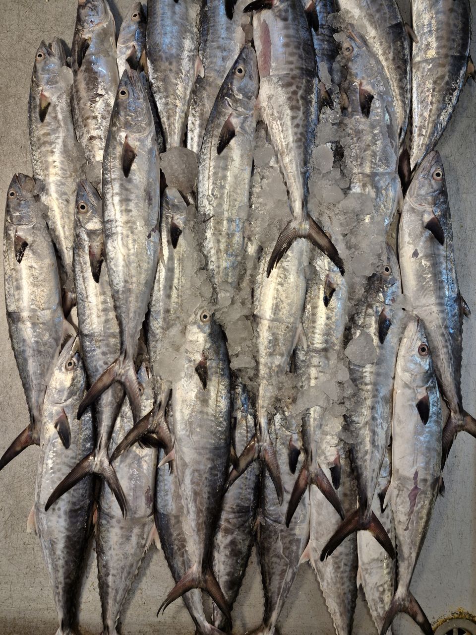 ماهی شیر متوسط 