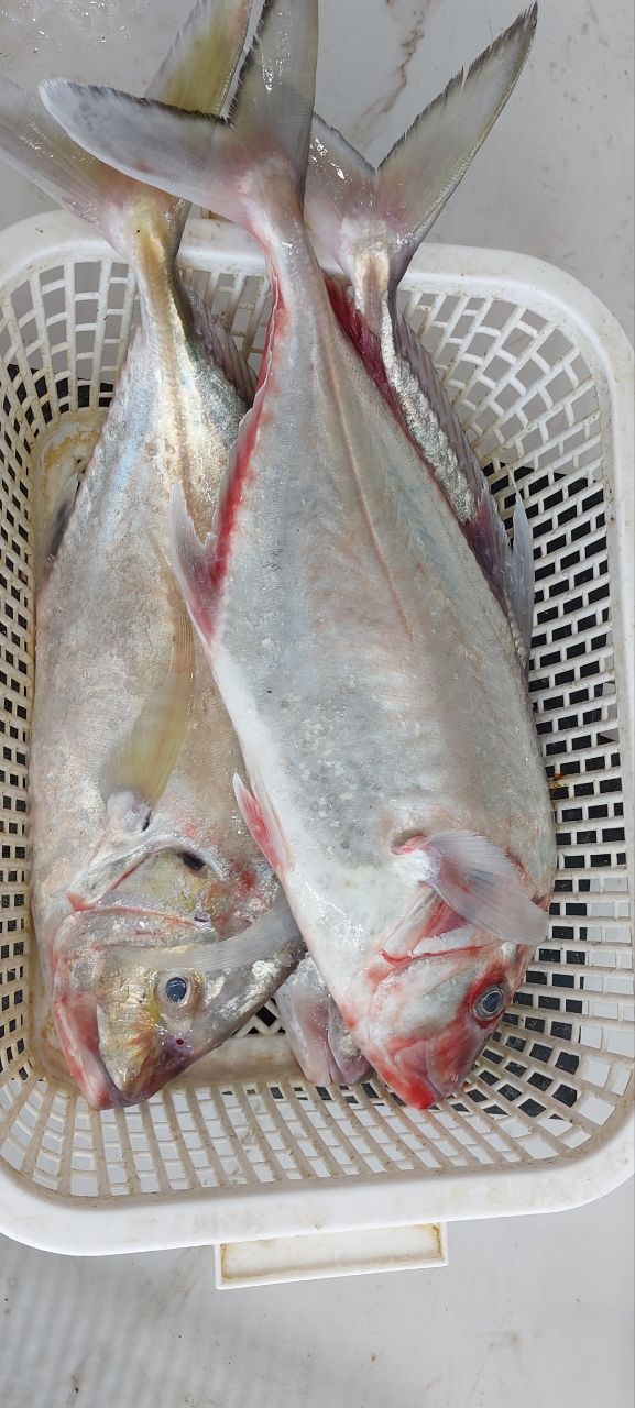 ماهی جش سفید(لطفا وزن ماهی سه کیلو و بیشتر ثبت کنید )
