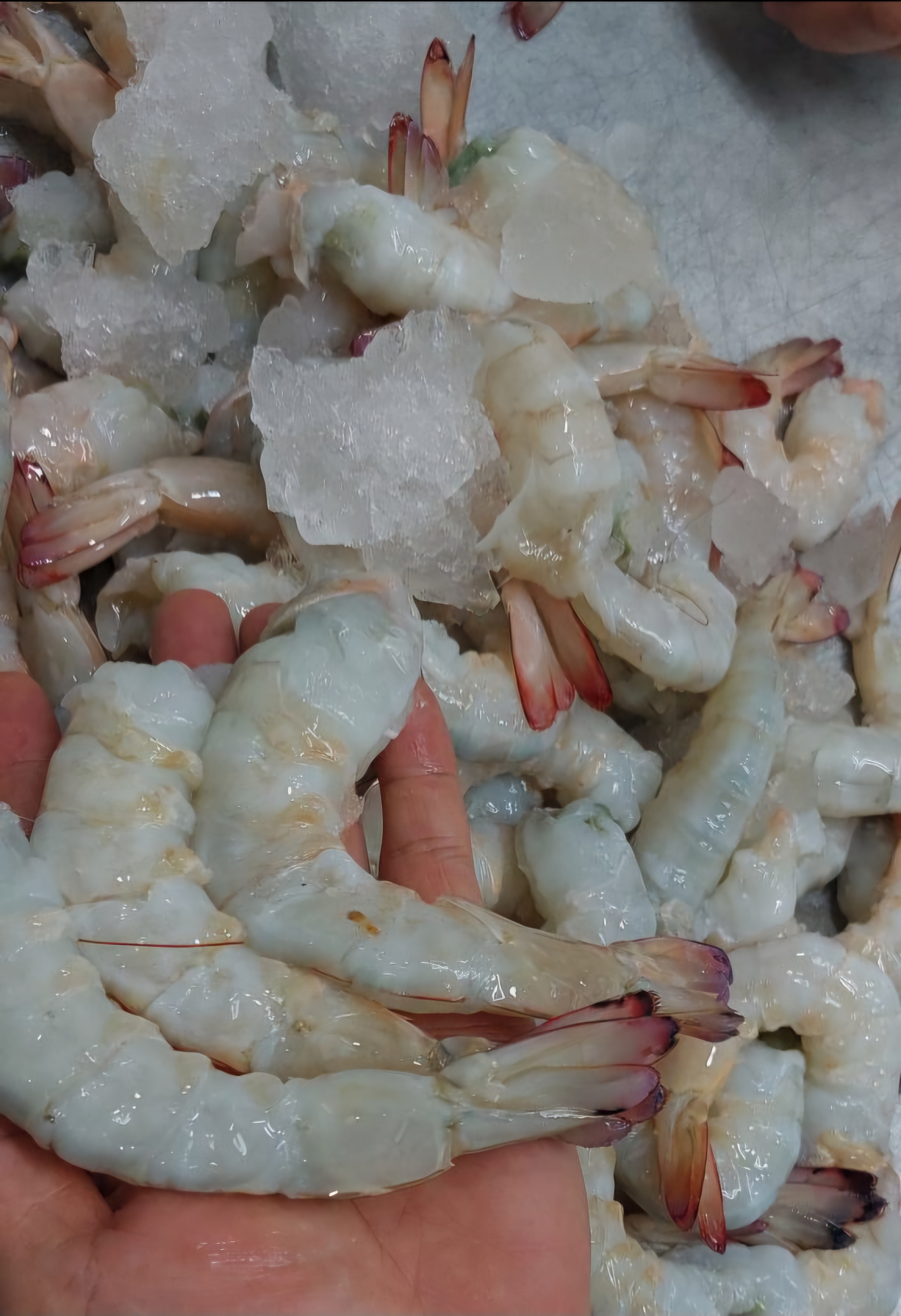 میگو 20 تا 30 عدد یک کیلو 