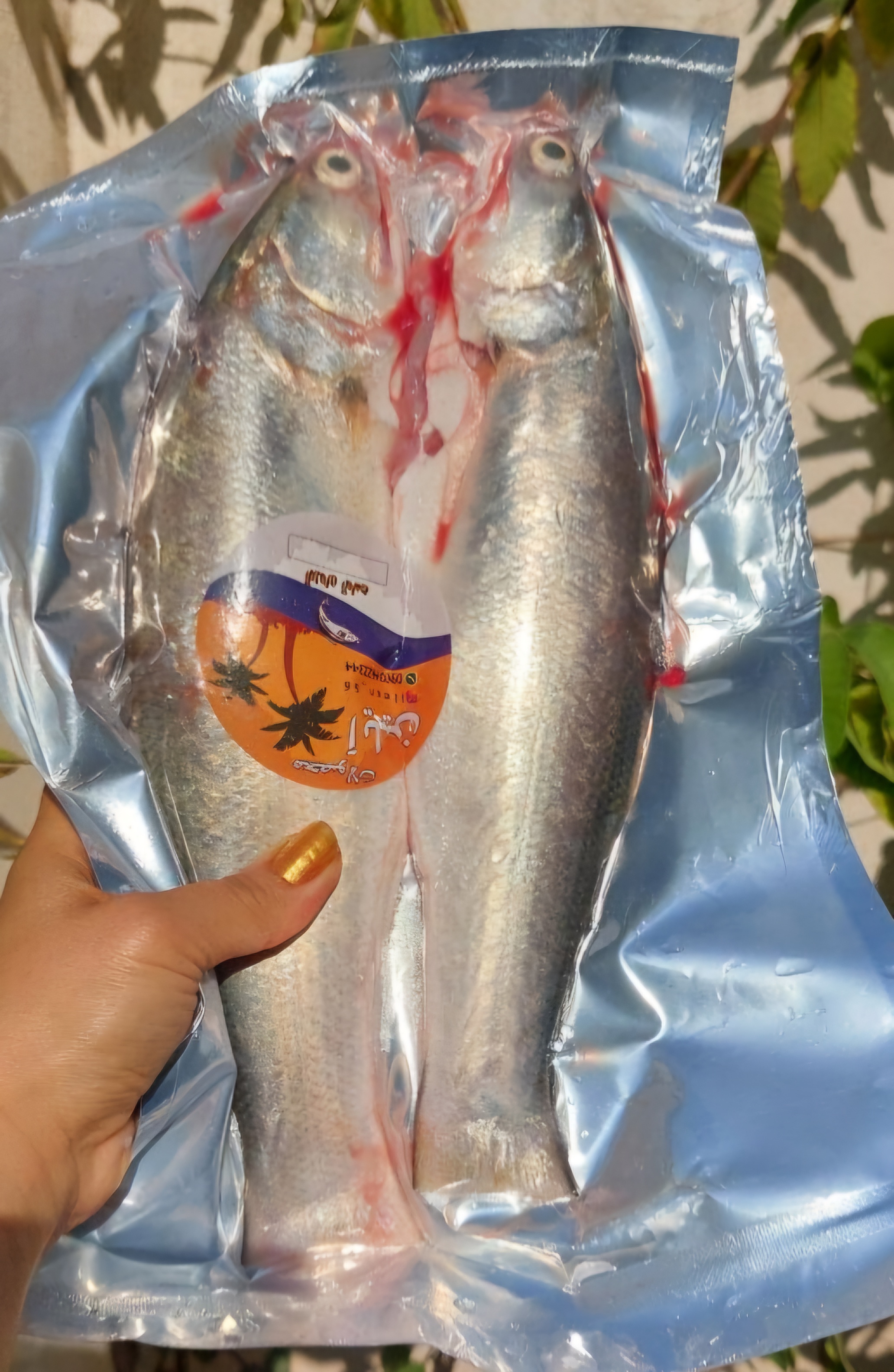 ماهی راشگو متوسط تک پرسی (وزن هر ماهی حدود ۴۰۰ گرم)