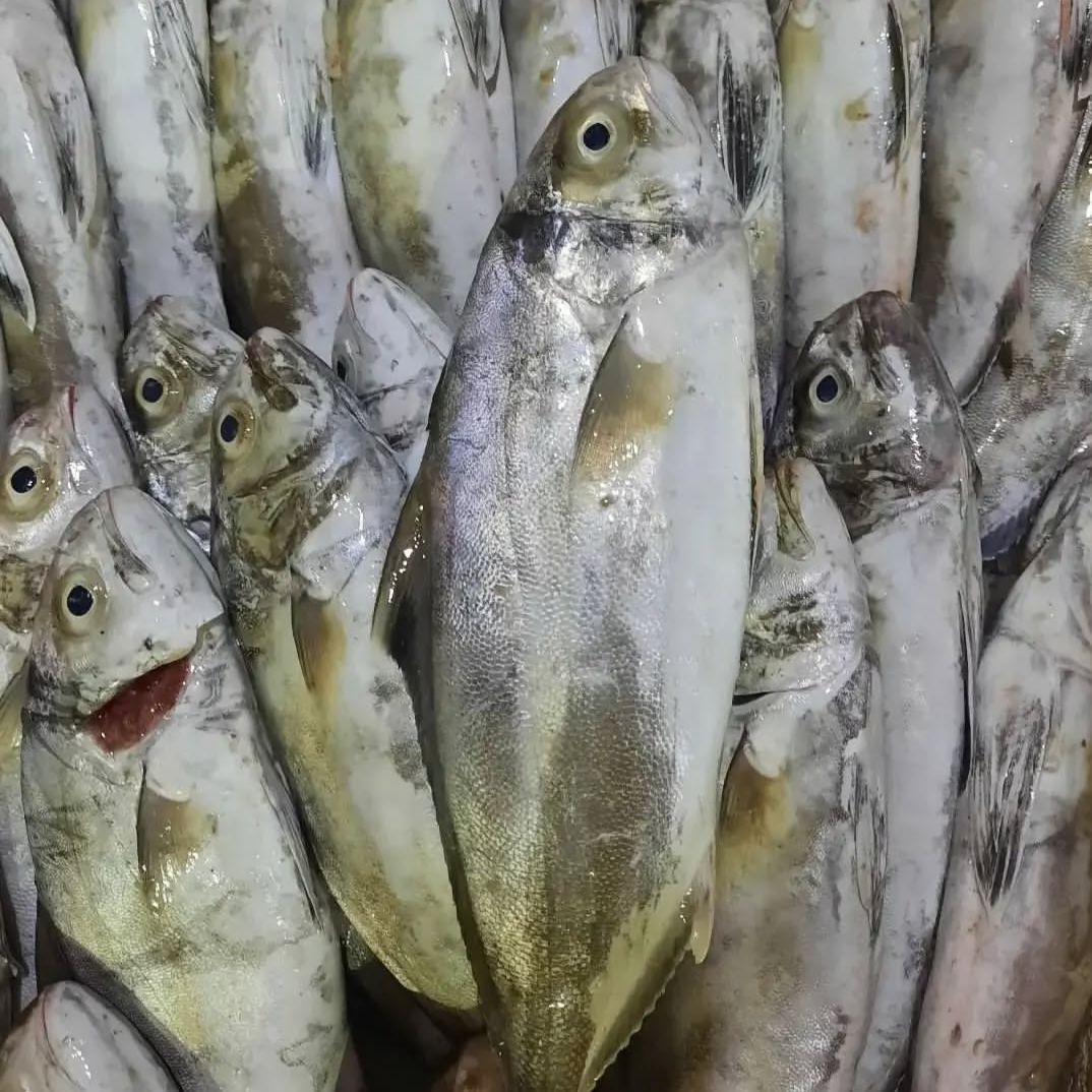 ماهی همام یا کبوتر ماهی 