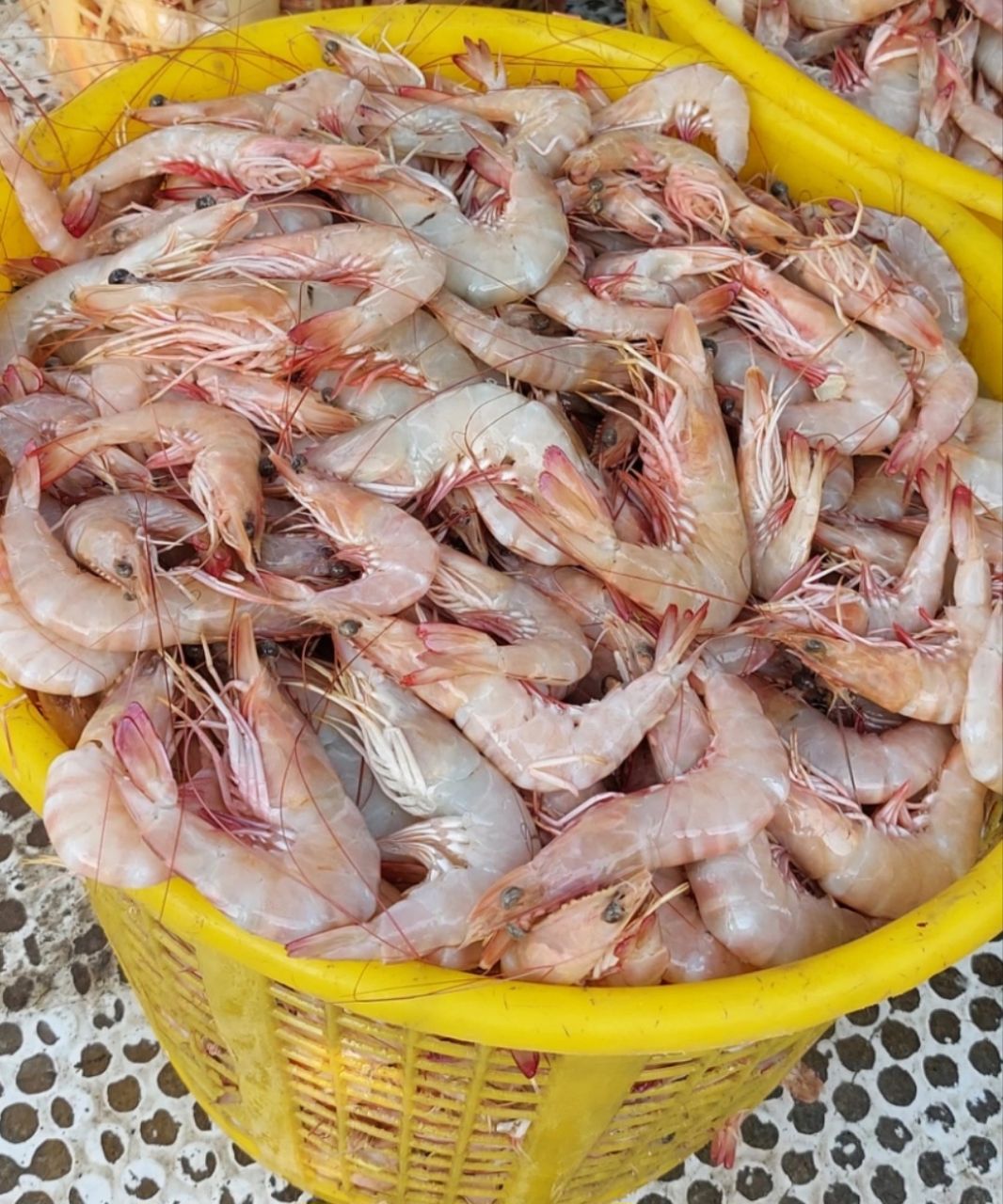 میگو  سایز 40 تا 50  عدد1کیلو