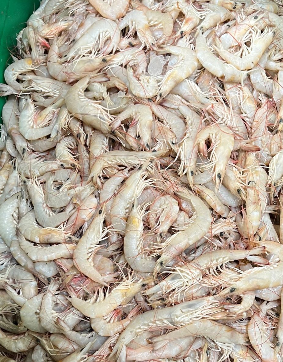 میگو متوسط نژاد سرتیز 