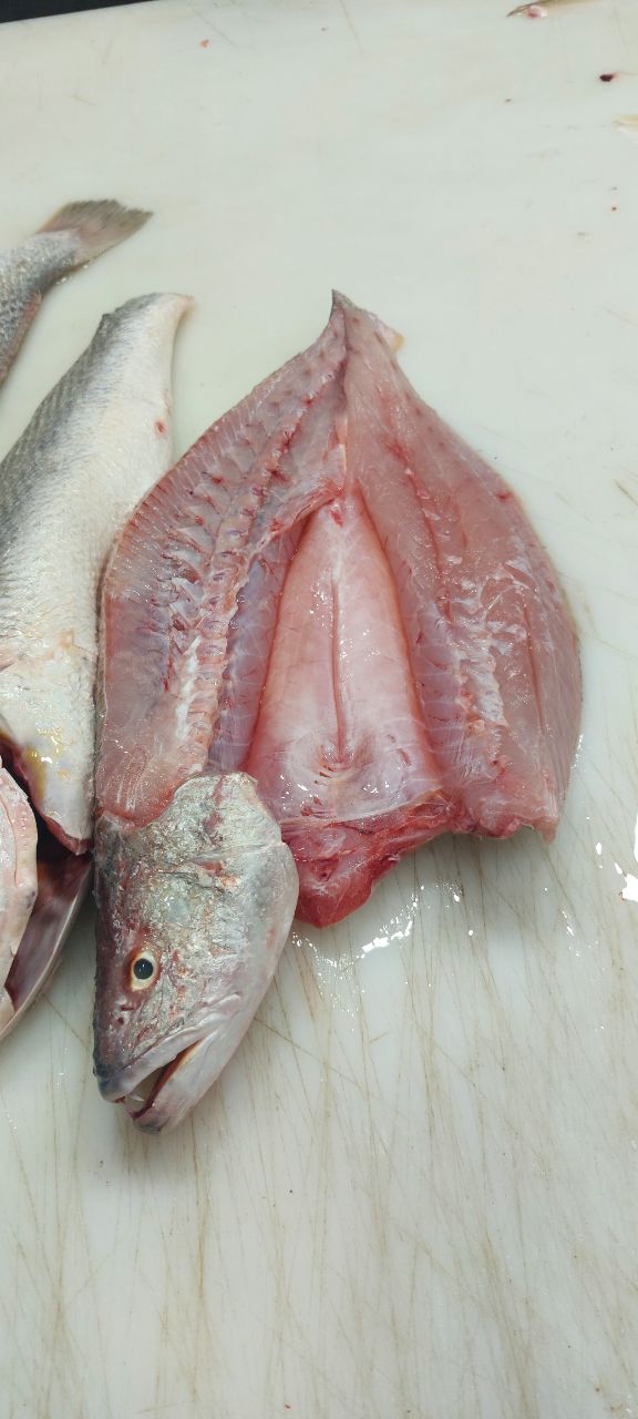 ماهی شوریده بوشهر 