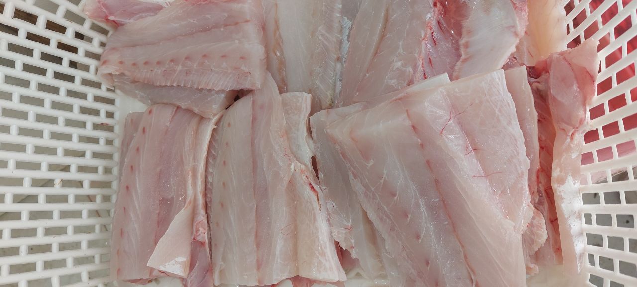 ماهی شوریده بوشهر از ماهی های لذیذ و صادراتی و همه پسند خلیج فارس 