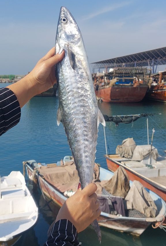 ماهی شیر متوسط 