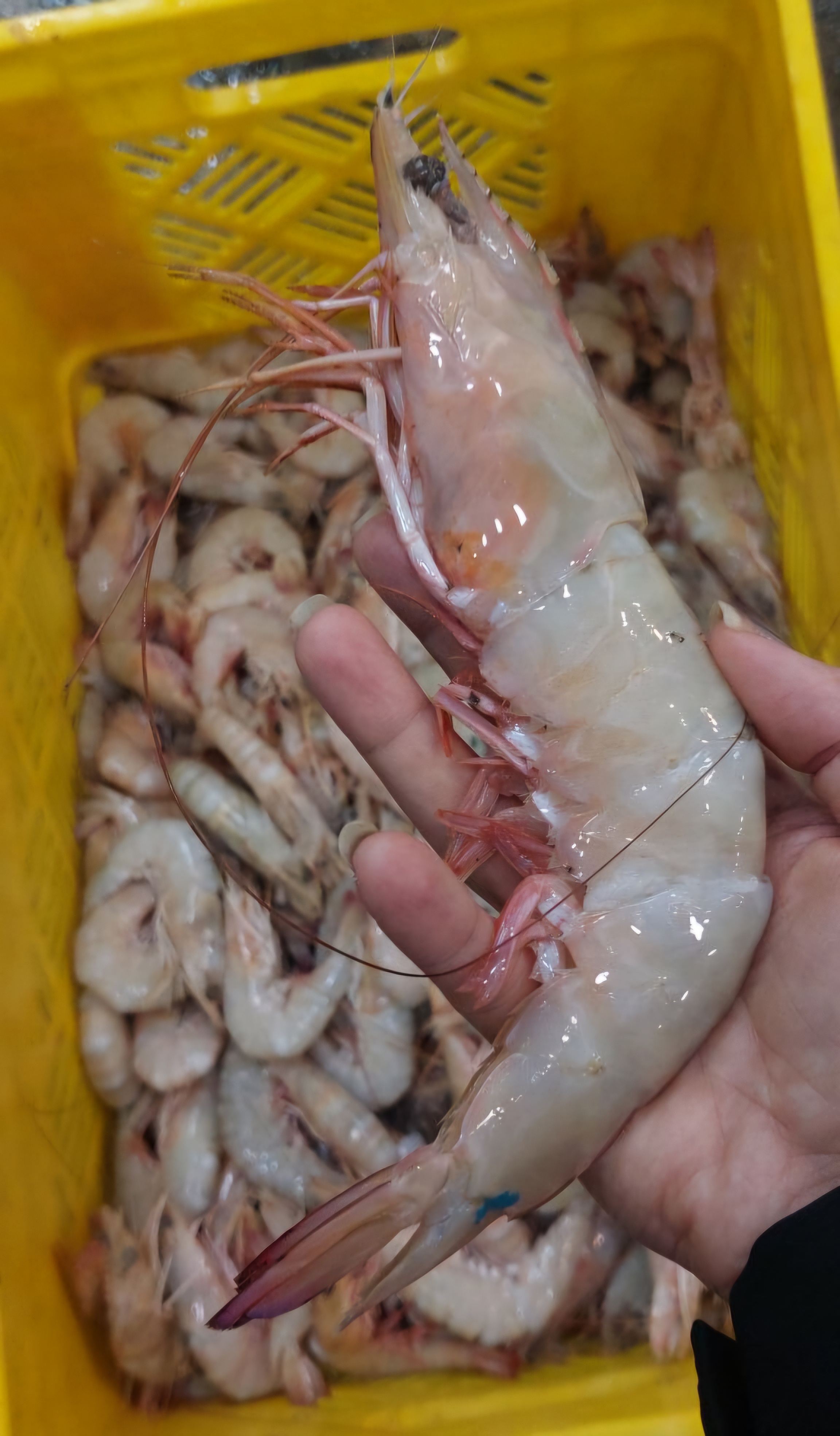 شاه میگو 15 تا 20 عدد یک کیلو 